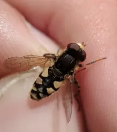 Dusky Bog Fly thumbnail 2
