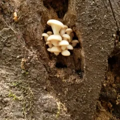pale oyster thumbnail 2