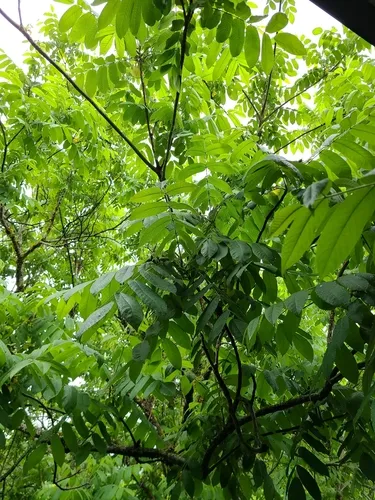 Japanese walnut