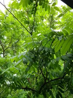Japanese walnut thumbnail 1