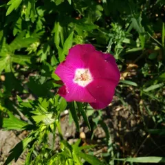winecup mallow thumbnail 2