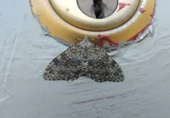 Entephria separata thumbnail 4