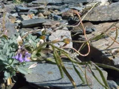 Soldier Rockcress thumbnail 2