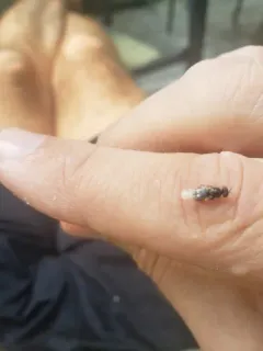 Caloparyphus tetraspilus thumbnail 4