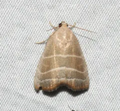 Straight-lined Mallow Moth thumbnail 2