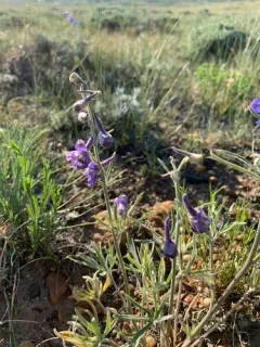 Plains Larkspur thumbnail 3