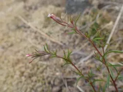 California Willowherb thumbnail 3