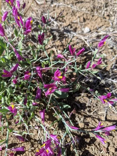 spiny milkwort