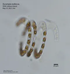 Eucampia zodiacus thumbnail 4