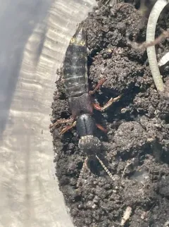 Dinothenarus pleuralis thumbnail 2