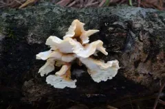 Antrodiella semisupina thumbnail 4
