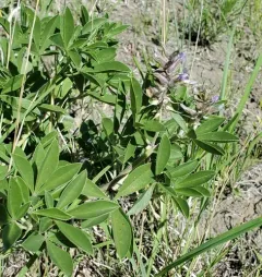 largebract Indian breadroot thumbnail 2