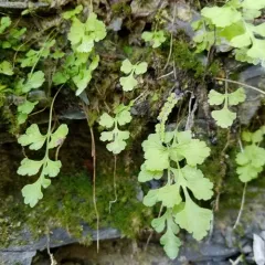 Steller's rock-brake thumbnail 1