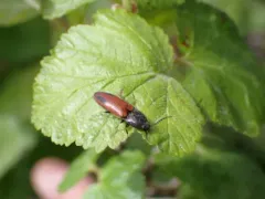 Ampedus occidentalis thumbnail 2