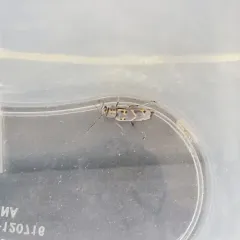 Elm Borer thumbnail 3