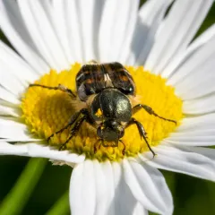 Hairy Flower Scarab thumbnail 4