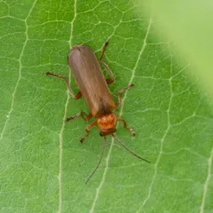 Red Soldier Beetle thumbnail 3