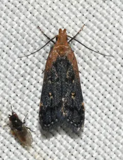 Coneflower Moth thumbnail 2