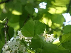 Chinese catalpa thumbnail 3