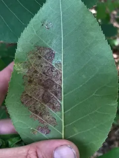 Gliaspilota glutinosa thumbnail 1