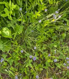 Eastern Blue-eyed Grass thumbnail 2