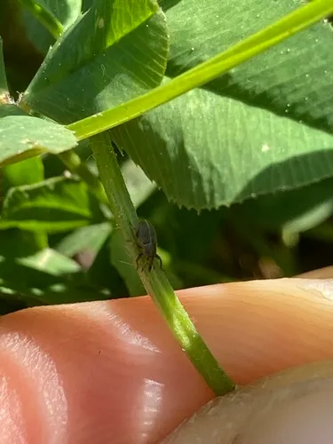 Red Clover Seed Weevil