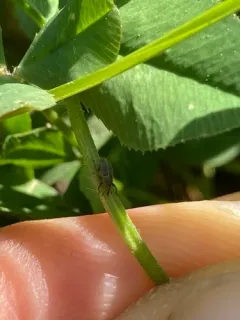 Red Clover Seed Weevil thumbnail 1