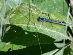 Pine Barrens Bluet thumbnail 2
