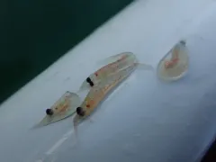 North Pacific krill thumbnail 3