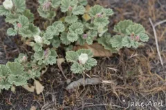 alkali mallow thumbnail 2