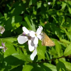 Indian Skipper thumbnail 3