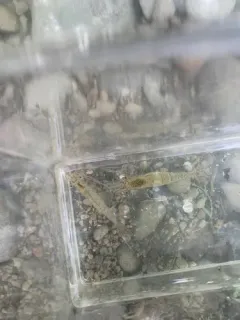 Siberian Prawn thumbnail 3
