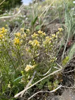 Denseleaf Draba thumbnail 3