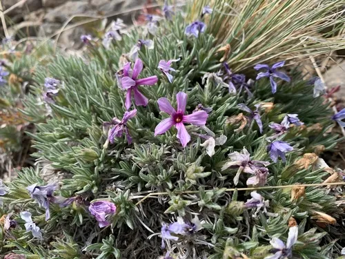 Yeti phlox
