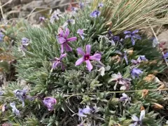 Yeti phlox thumbnail 1