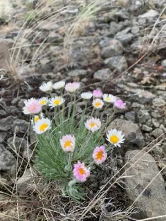 Snake River Daisy thumbnail 1