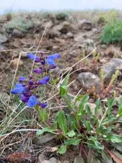Blue Mountain Beardtongue thumbnail 1