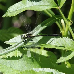 Southern Pygmy Clubtail thumbnail 3