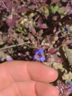 Salmon River Mountains Penstemon thumbnail 4