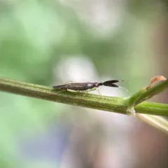 Common Flathorn Plant Bug thumbnail 2