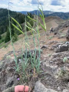 woody rockcress thumbnail 3