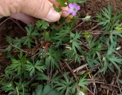 Long-stalked Crane's-bill thumbnail 1
