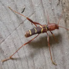 Red-headed Ash Borer thumbnail 2