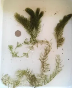 spineless hornwort thumbnail 2