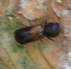 Red-shouldered Bostrichid thumbnail 2