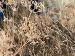 Rollins' Biscuitroot thumbnail 1