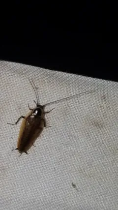 Forest Cockroach thumbnail 1