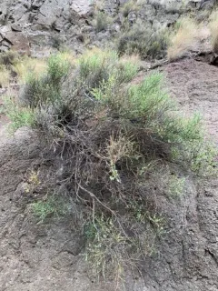 Spiny Greasebush thumbnail 2