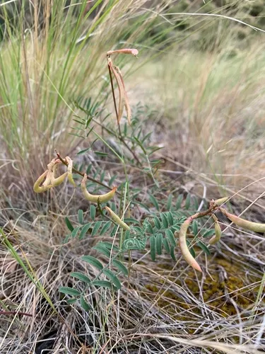 Asotin Milkvetch