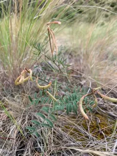 Asotin Milkvetch thumbnail 1